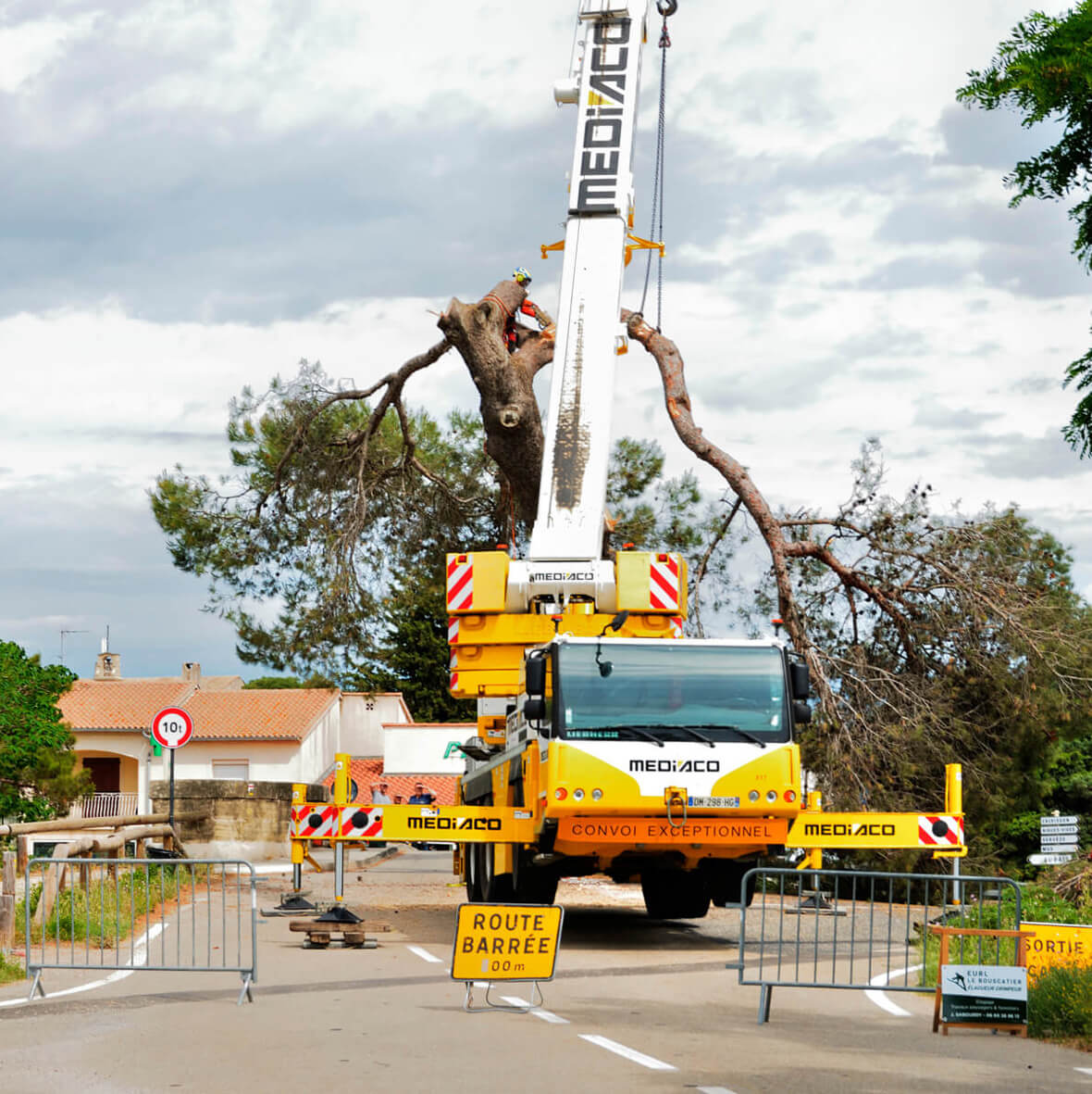 Camio-grue pour l'abattage du pin