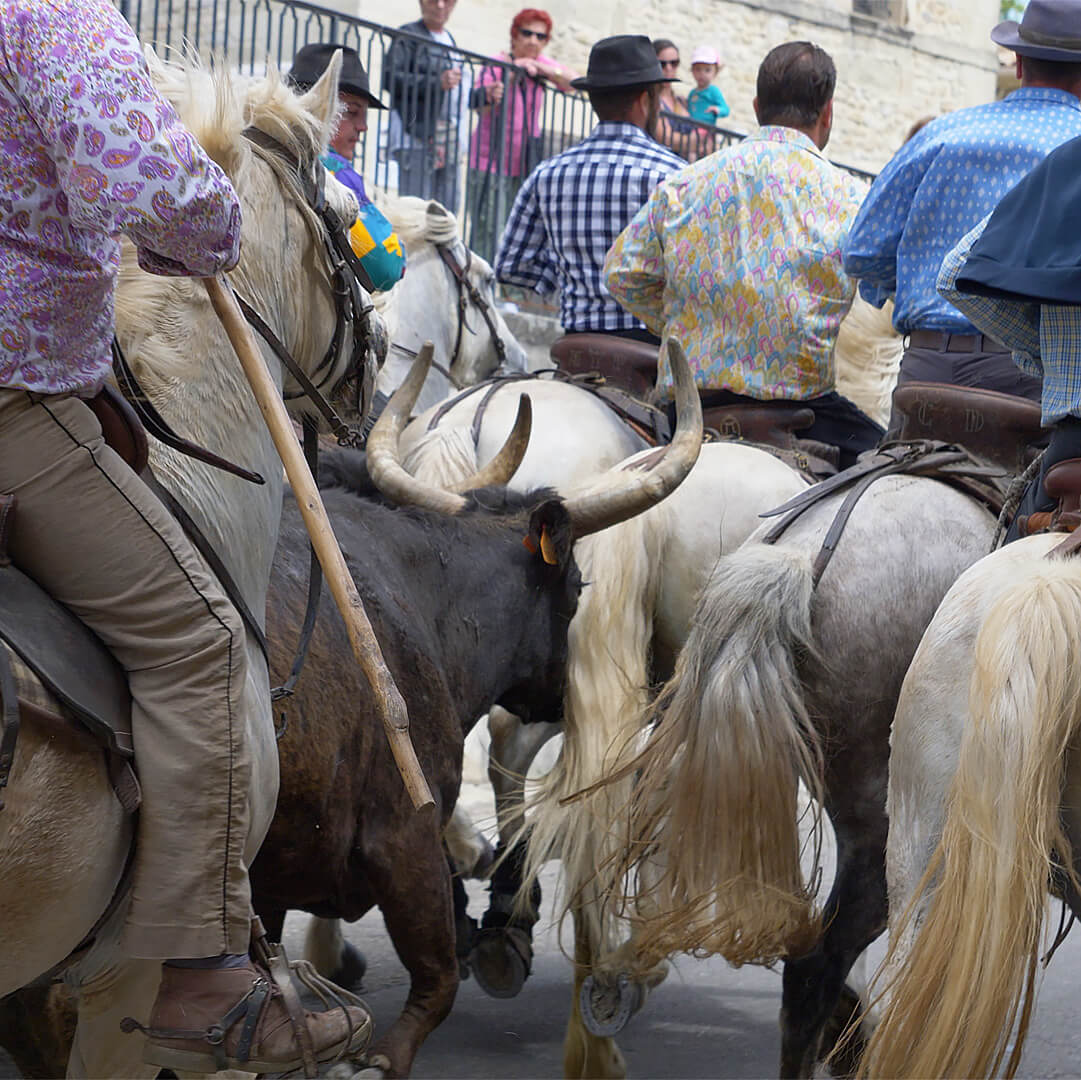 horses and bulls running