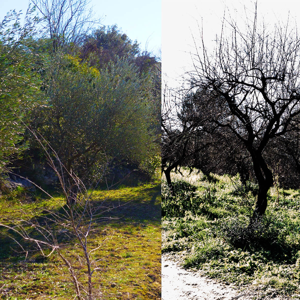 Photo before and after fire.