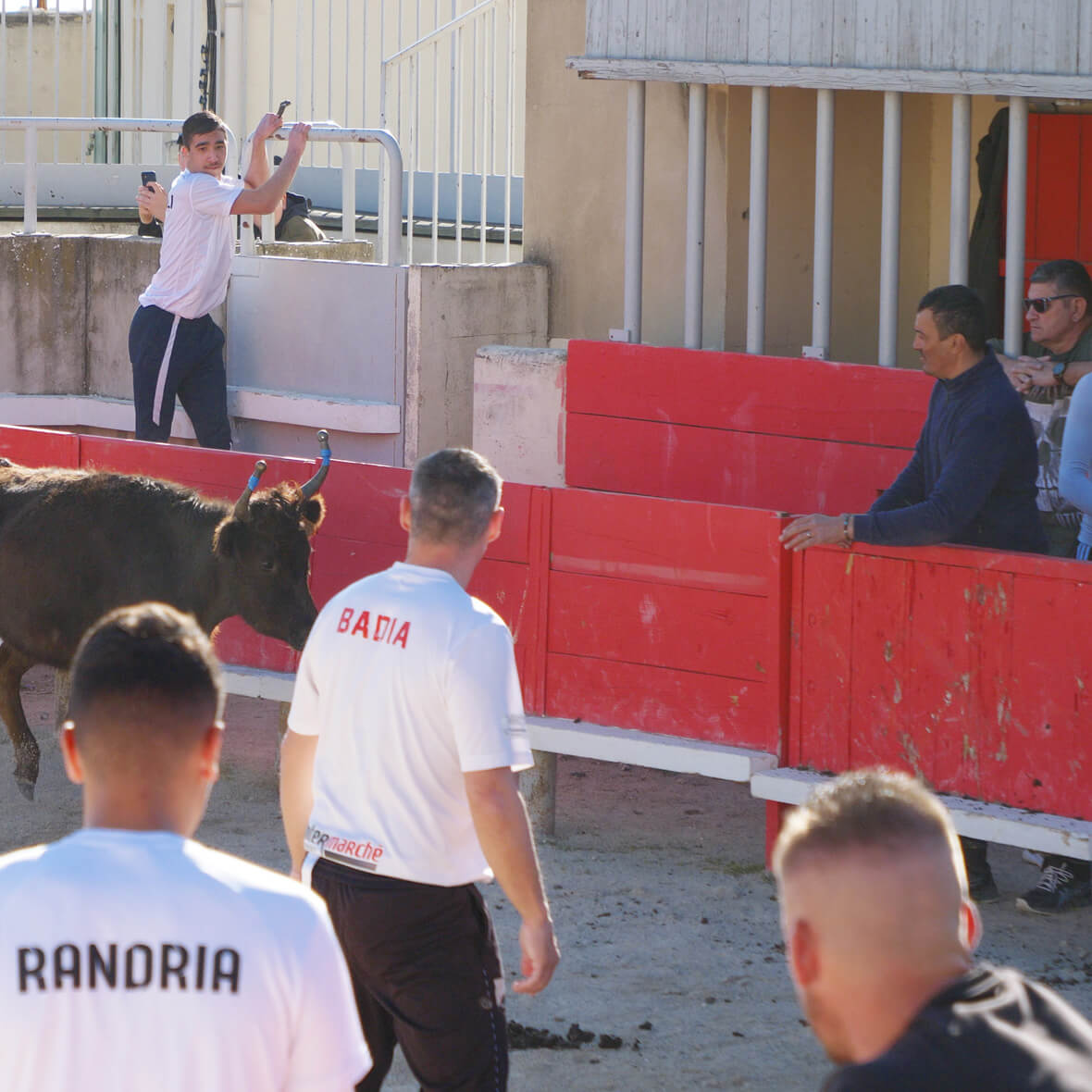 Raseteurs and cow
