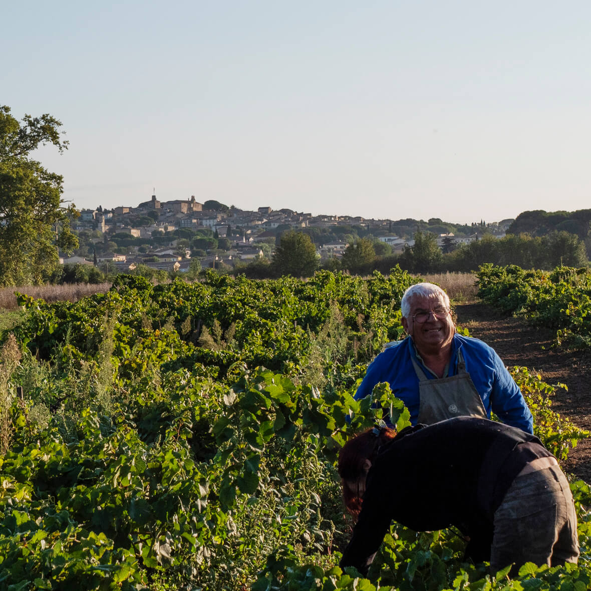Grape harvest with Gallargues in the back