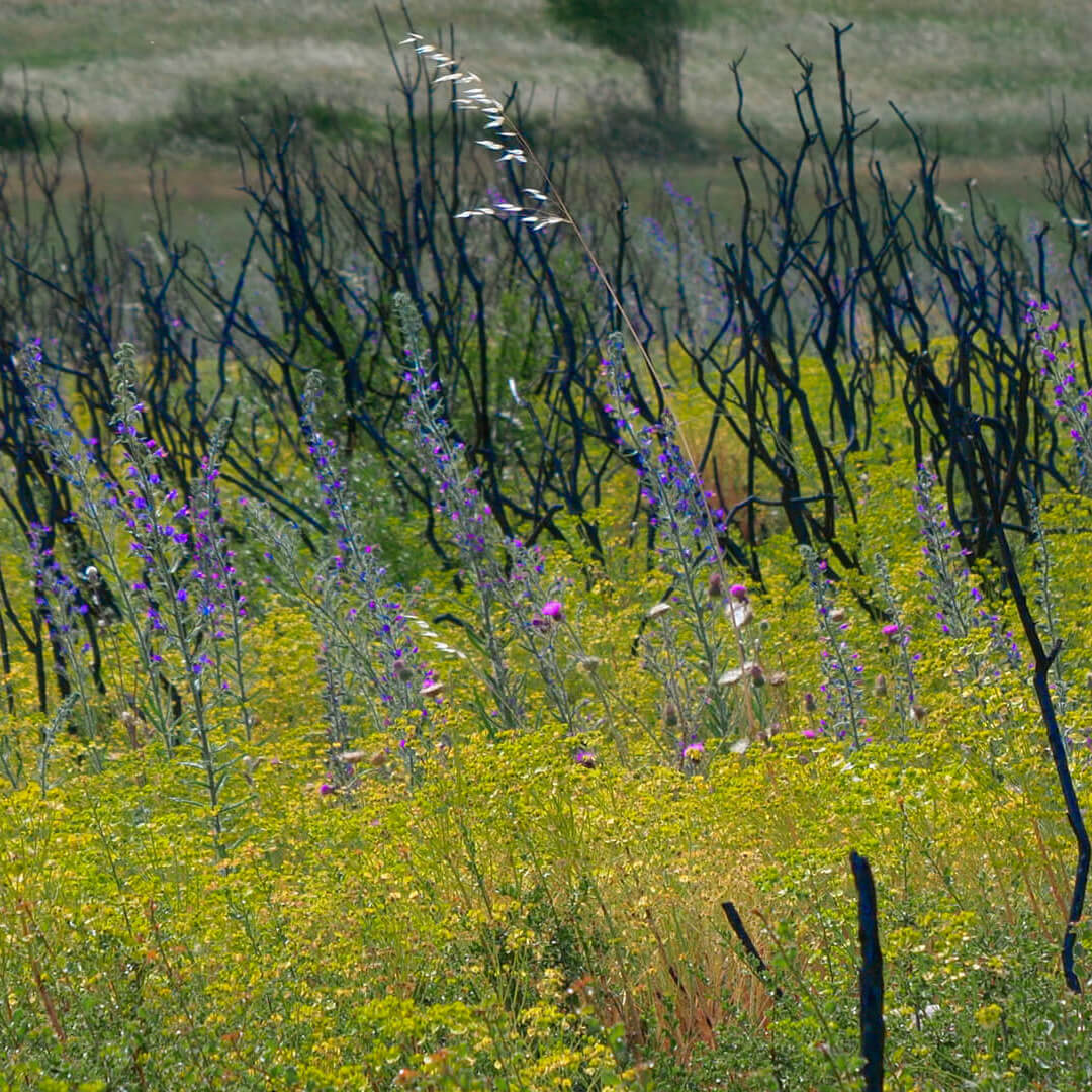 Edge of the Vidourle burnt in Gallargues-le-Montueux
