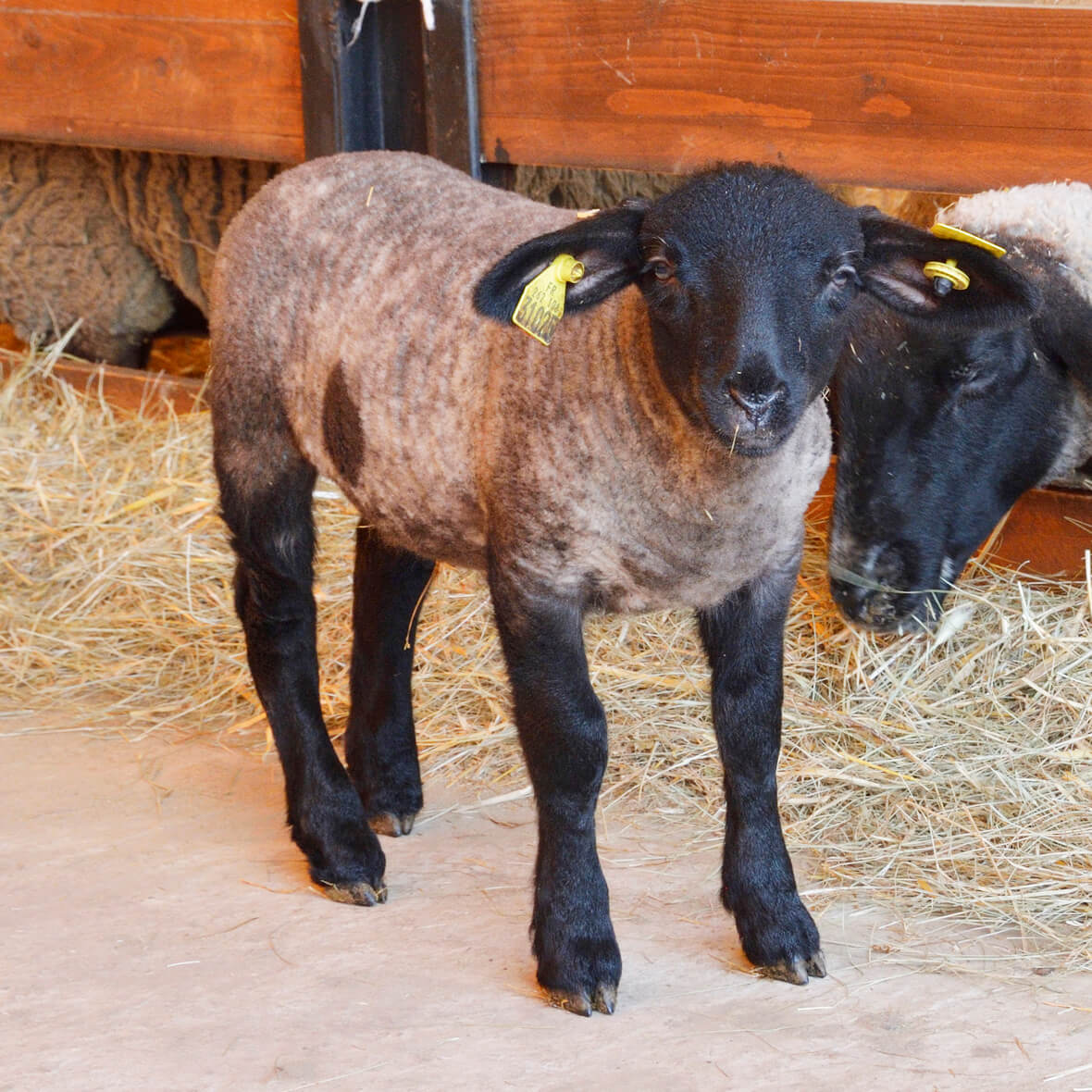Lamb