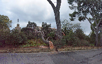 branches du pin arrachées